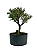 Pré Bonsai de Serissa (Phoetida) 4 anos (30 cm) - Imagem 3