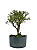 Pré Bonsai de Serissa (Phoetida) 4 anos (30 cm) - Imagem 2