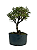 Pré Bonsai de Serissa (Phoetida) 4 anos (30 cm) - Imagem 1