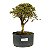 Pré Bonsai de Serissa (Phoetida) 4 anos (32 cm) - Imagem 1