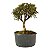 Pré Bonsai de Serissa (Phoetida) 4 anos (32 cm) - Imagem 2
