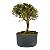 Pré Bonsai de Serissa (Phoetida) 4 anos (32 cm) - Imagem 3