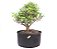 Pré Bonsai de Cereja Silvestre 3 anos ( 33 cm) Frutificando - Imagem 2