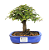 Bonsai de Calliandra Rosa  4 Anos ( 19 cm ) - Imagem 1