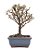 Bonsai de Cotoneaster Apiculata - 2 anos ( 18 cm ) - Imagem 3
