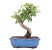 Bonsai de Ligustrinho 6 anos (25 cm) - Imagem 3