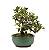 Bonsai de Piracanta Amarela 5 anos ( 28 cm) - Imagem 2