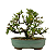 Bonsai de Piracanta Amarela 5 anos ( 28 cm) - Imagem 1