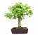 Bonsai de Acer Kaede 15 Anos ( 40 cm) - Imagem 1