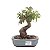 Bonsai de Ligustrinho 5 anos (22 cm) - Imagem 1