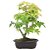 Bonsai de Acer Palmatum 5 Anos ( 30 cm) - Imagem 3