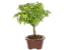 Bonsai de Acer Palmatum 3 Anos ( 25 cm) - Imagem 2