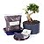 Kit Completo de Bonsai para Iniciantes - Meu Primeiro Bonsai Ligustrinho - Imagem 4