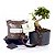 Kit Completo de Bonsai para Iniciantes - Meu Primeiro Bonsai Ligustrinho - Imagem 6