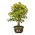 Bonsai de Acer Kaede 14 anos 51 cm - Espécie Japonesa - Imagem 2