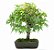 Bonsai de Acer Palmatum 15 Anos ( 45 cm) - Imagem 3