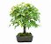 Bonsai de Acer Palmatum 15 Anos ( 45 cm) - Imagem 2