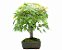 Bonsai de Acer Palmatum 15 Anos ( 45 cm) - Imagem 4