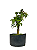 Pré Bonsai de Acer Palmatum ( Momiji ) 5 anos (37 cm) - Imagem 3