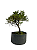 Pré Bonsai de Serissa (Phoetida) 4 anos (28 cm) - Imagem 4