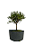 Pré Bonsai de Serissa (Phoetida) 4 anos (28 cm) - Imagem 2