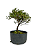 Pré Bonsai de Serissa (Phoetida) 4 anos (28 cm) - Imagem 1
