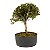 Pré Bonsai de Serissa (Phoetida) 4 anos (30 cm) - Imagem 3
