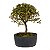 Pré Bonsai de Serissa (Phoetida) 4 anos (30 cm) - Imagem 2