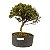 Pré Bonsai de Serissa (Phoetida) 4 anos (30 cm) - Imagem 1