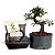 Kit Completo de Bonsai para Iniciantes - Meu Primeiro Bonsai - Calliandra - Imagem 2