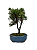 Bonsai de Junípero Shimpaku 2 anos (18 cm) - Imagem 3