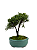 Bonsai de Junípero Shimpaku 2 anos (20 cm) - Imagem 3