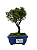 Bonsai de Junípero Shimpaku 2 anos (18 cm) - Imagem 1