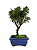 Bonsai de Junípero Shimpaku 2 anos (18 cm) - Imagem 3