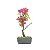 Bonsai de Primavera Boungavillea 4 anos (27 cm) - Imagem 2