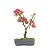 Bonsai de Primavera Boungavillea 4 anos (27 cm) - Imagem 3
