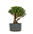 Pré Bonsai de Cereja Silvestre 6 anos ( 40 cm) - Imagem 2