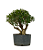 Pré Bonsai de Cereja Silvestre 6 anos ( 40 cm) - Imagem 3