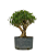 Pré Bonsai de Cereja Silvestre 6 anos ( 40 cm) - Imagem 4