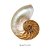 Brinco cor de banho de ouro 18k pedra natural nautilus e aplique de ródio negro - Imagem 3