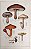 Champignon - Gravura Original de 1881, História Natural, Cogumelos, 5 Tipos de Champignons - Imagem 1