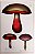 Cogumelo - Gravura original de 1881, História Natural, 3 tipos de Champignon - Imagem 1
