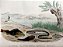 Ictiologia - História Natural -Gwill, T´Sas - Gravura Iluminura (aquarelada) original de 1846 - Imagem 1
