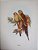 John Gould - Arte em Gravura, Pasta com 4 Litos, Exotics Birds In Color, Pássaros Exóticos - Imagem 3