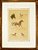 J. Rivet - Quadro, Arte em Gravura Iluminura Assinada, Cavalos, Emoldurada - Imagem 1