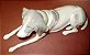 Escultura em Porcelana, Cachorro, Pointer Inglês - Imagem 1