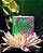 Caixa de Piteira Bem Bolado Girls in Green Hiper Large 24 und - Imagem 2