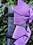 Parzinho Lacinho Feito Na Xuxinha Fofurinha Roxo - Imagem 2