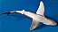 Miniatura colecionável Tubarão Branco Sea World - Imagem 3