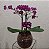 Orquídea Phalaenopsis Mini Roxa no Vidro - Imagem 1